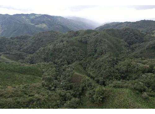 Finca Sembrada En Pino En El Municipio De Abejorral