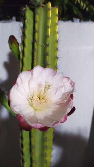 Cactus Grande Excelente Decoración!!!! Fotos Reales!!! | MercadoLibre