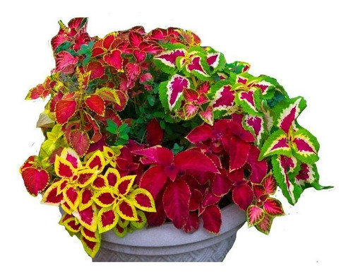 Flor Coleus,550 Sementes,lindas Flores Casa Varanda Vaso