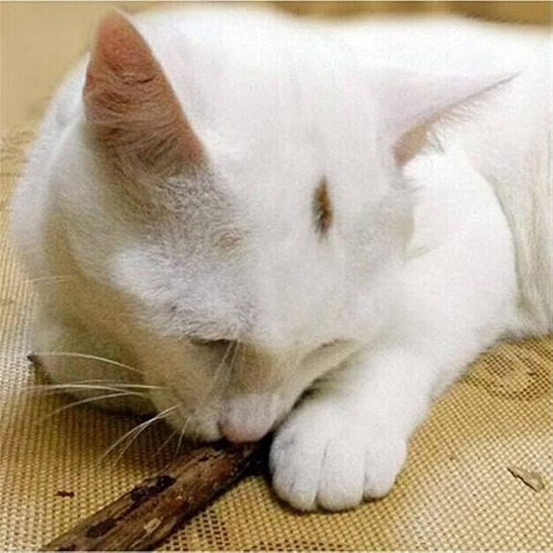 X20 Palitos Hierba Gatera Yerba Gatera Juguete Para Gatos