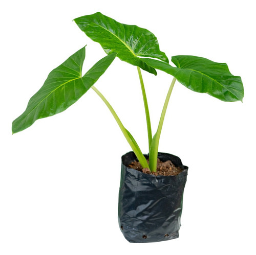 Alocasia Odora / Oreja De Elefante - Plantas De Interior
