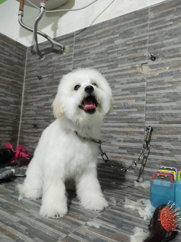 Imagen 5 de 5 de Peluqueria Y Baño Canino