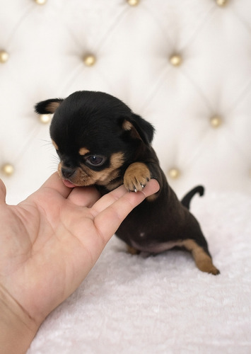 Chihuahua Machito De Calidad Premier Negro Y Fuego