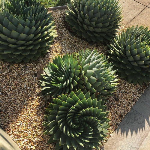 Planta De Aloe Espiral, Suculenta, Cactus
