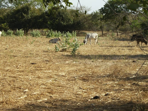 Imagen 9 de 12 de 350 Hectareas De Tierra Parmana Espino Morichales Y Pozos