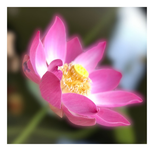Flor De Lótus Semente De Flor De Lótus Rosa Nelumbo Nucifera