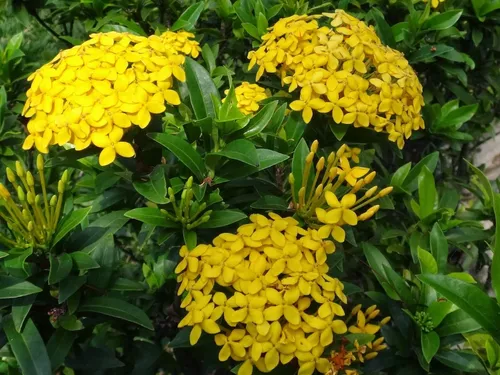 10 Sementes De Mini Ixora Chinesa Amarela | MercadoLivre