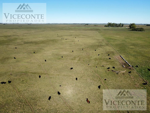 Campo 232,9 Ha Alegre, Partido De General Paz. Buenos Aires.