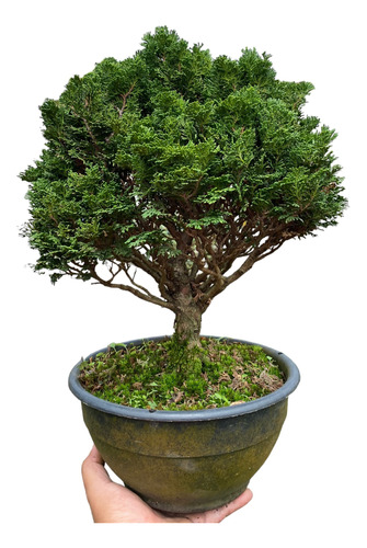 Hinoki