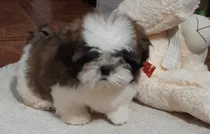 Comprar Cachorro Shih-tzu  Con Pedigree