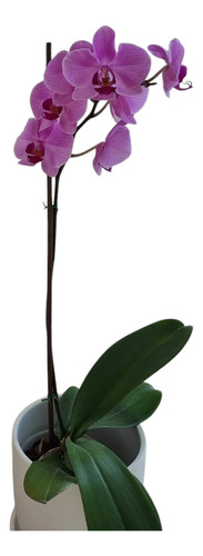 Orquidias