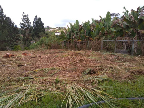 Imagen 9 de 10 de Terreno Polonias Nuevas