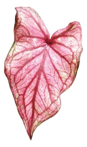 Caladium Americano Desert Sunset Muda Bebê 2 Folhas Bulbo Pq