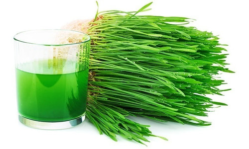 Paquete De 1kg Para Sembrar Pasto Hierba Trigo Wheatgrass