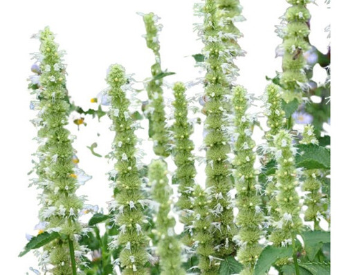 30 Semillas Agastache Blanco Gigante Mexicana  Hisopo Flor