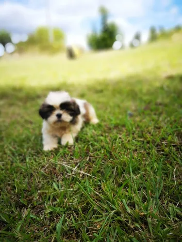 Perros Cachorros Shih Tzu Chitsu Shizu Chizu Perritos Puppy