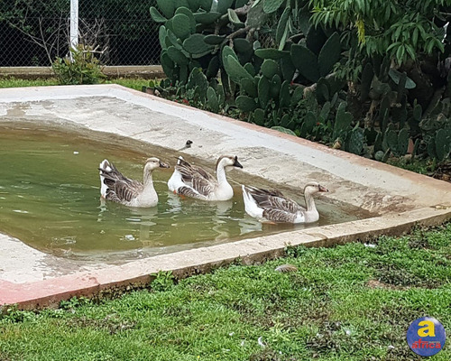 Imagem 6 de 30 de Chácara Com Residência Em Alvenaria - Ch00001 - 33555515