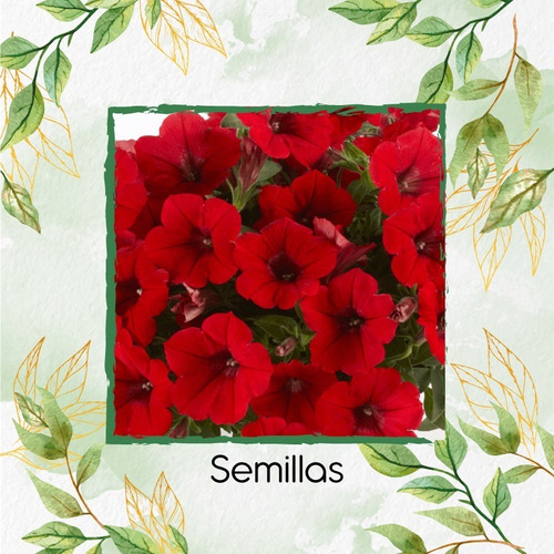 200 Semillas Flor Petunia Rojo + Obseq Germinación