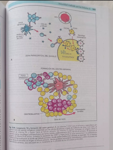 Inmunología Fainboim Geffner