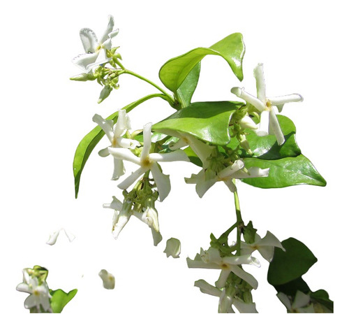 6 Enredadera Jazmín Doble Hélice Y 1 Jazmín De Madagascar