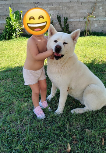 Cachorros Akita Inu