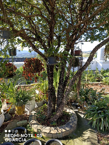 Chácara Térrea Com 3 Suítes ,piscina , Churrasqueiras, 5 Ban