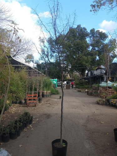 Cinacina, Palo Verde, Espino De Jerusalén, Parkinsonia 30lts