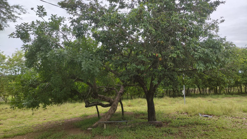 Propriedade Rural Próxima A Cidade Em Senhor Do Bonfim - Ba