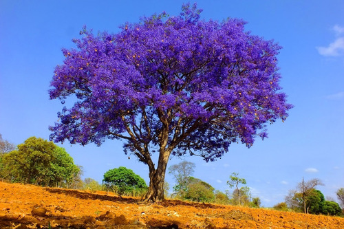 Kit 300 Sementes De Ipê + Jacarandá + Flamboyant P/ Mudas