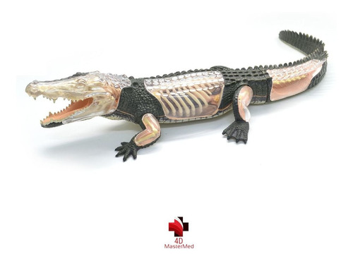 Anatomia Do Crocodilo - 4d Master