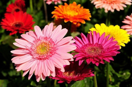 Semillas De Gerbera Mix De Colores Flor De Corte 