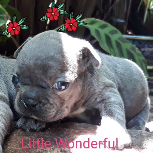 Bulldog Frances Blue Exóticos Hembritas Con Pedigree Abkc ¿