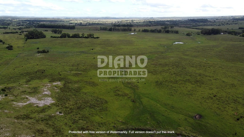 Campo En Ruta 8 - Marmarajá - Lavalleja