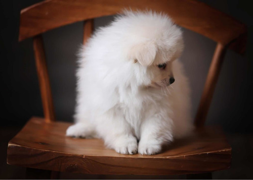 Imagem 3 de 4 de Lulu Da Pomerania