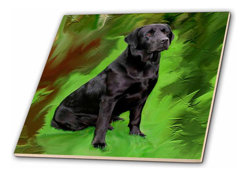 Perros Labrador Retriever  Negro Labrador Retriever  Azule