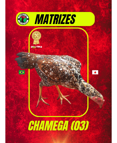 10 Ovos De Galo Mura Exótico Pintado - 100% Apurados
