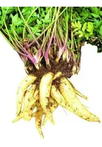 Comprar 50 Mudas De Batata Baroa (batata Salsa)
