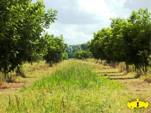 Imagen 8 de 13 de 1060ga-116 Has Zarate Agricolas S/ruta