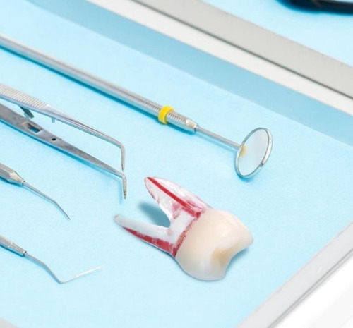 Imagen 8 de 10 de Molar Para Práctica Endodoncia Enseñanza Santiago