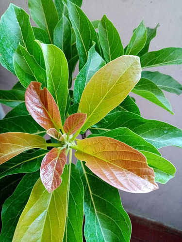 Plantas De Aguacate Injertado Excelentes Variedades