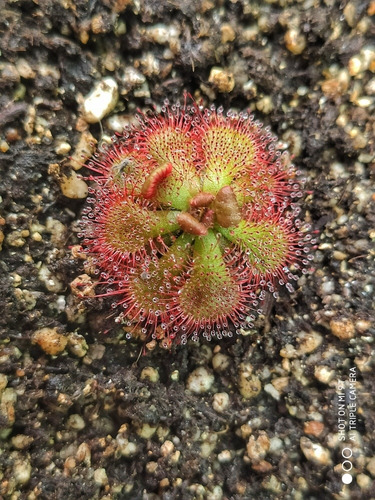 Kit De Cultivo Drosera Natalensis