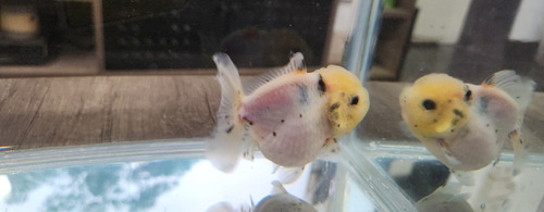 Pez Oranda Cabeza De Leon Calico 5 Amarillo