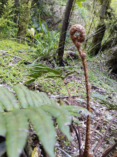 Increíble Parcela Con Bosque Nativo En Chabelita Valdivia
