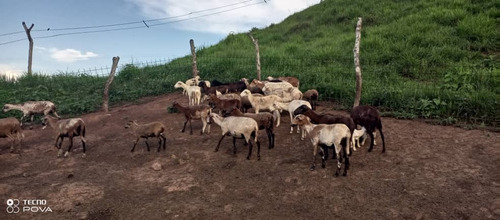 Venta Lote De Ovejas Mestizas Algunas Preñadas Otras Paridas