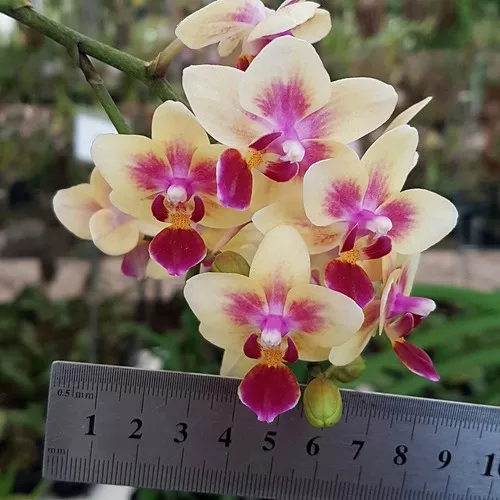 Arranjo Floral Kokedama Orquídea Phalaenopsis Mini Amarela