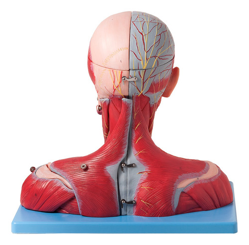 Cabeça Muscular Vasos, Nervos Cérebro Em 19 Partes Anatomic