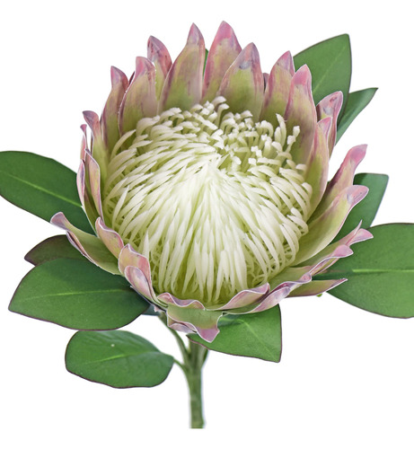 Chestnut Floral White King Protea Silk Tropical Artificial .