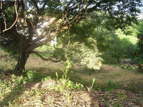 Imagem 3 de 8 de Terreno - Te00217 - 2650514