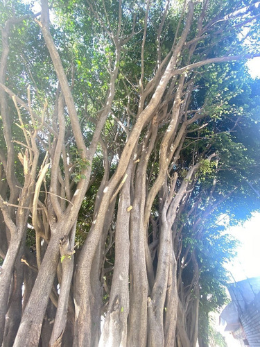 Vendo 2 Terrenos Planos, Las Arboledas, Sección Glorieta Ht527