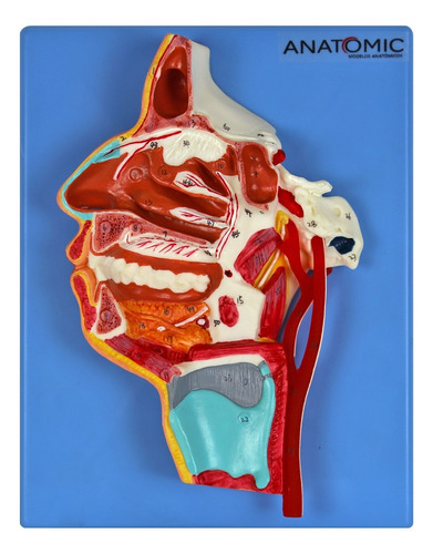 Sistema Boca, Nariz, Faringe E Laringe Com Vasos E Nervos